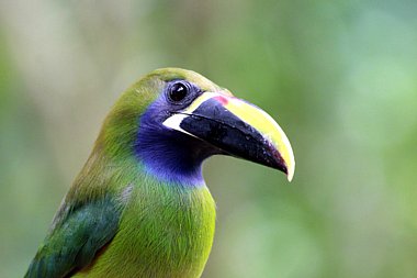 Birdwatching Holiday - Costa Rica with Easy Walking