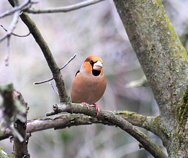 Birdwatching Holiday - Highlands & East Coast Birding