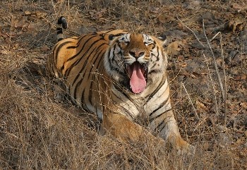 Tiger seen on Inidan wildlife holiday