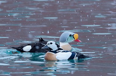 Birdwatching Holiday - Finland and Norway in Winter
