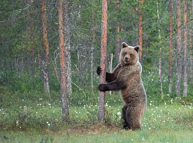 Birdwatching Holiday - NEW! Finland - Bears and Wolverines