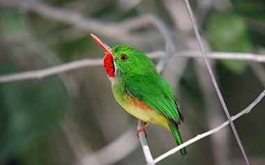 Birdwatching Holiday - NEW! Jamaica, Dominican Republic and Puerto Rico