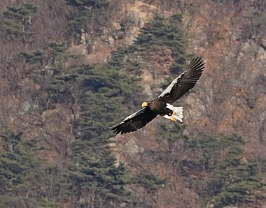 Birdwatching Holiday - South Korea