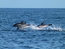 Birdwatching Holiday - Ultimate Outer Hebrides