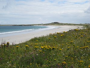 Birdwatching Holiday - Coll and Tiree in Summer