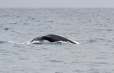 Birdwatching Holiday - Nova Scotia - Bay of Fundy 