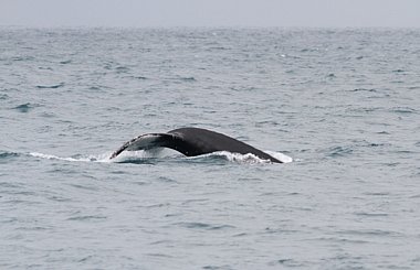 Birdwatching Holiday - Nova Scotia - Bay of Fundy 