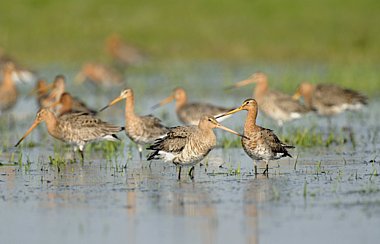 Birdwatching Holiday - Autumn Migration in the Highlands