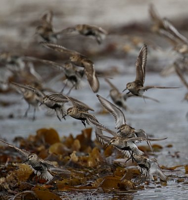 Birdwatching Holiday - NEW! Wales in Autumn