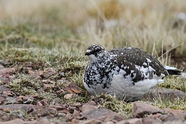 Birdwatching Holiday - Autumn Migration in the Highlands