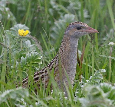 Birdwatching Holiday - Highlands and Corncrake