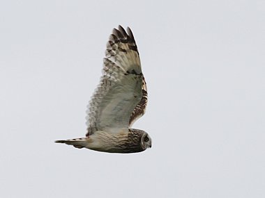 Birdwatching Holiday - Orkney Island Explorer - June