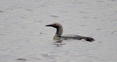 Birdwatching Holiday - Eagles, Divers and Dotterel including Mull