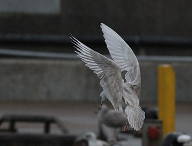 Birdwatching Holiday -  Highlands and the Aberdeenshire Coast