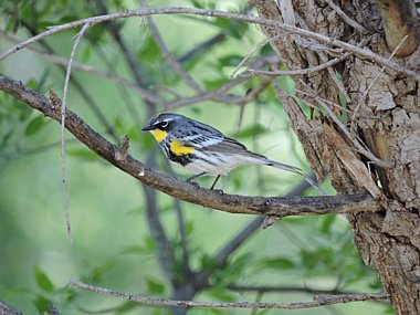 Birdwatching Holiday - NEW! Cape May for birders