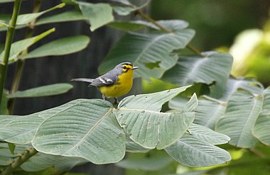 Birdwatching Holiday - NEW! St Lucia & St Vincent