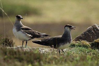 Birdwatching Holiday - High Season Across the Highlands