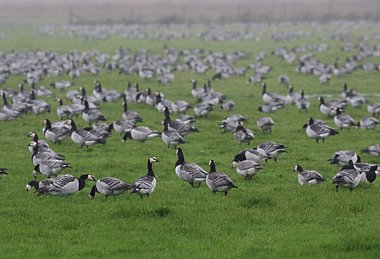 Birdwatching Holiday - Solway Firth