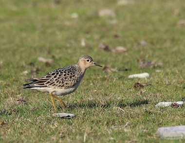 Birdwatching Holiday - Southern Ireland in Autumn