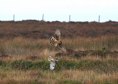 Birdwatching Holiday - Highlands & Orkney