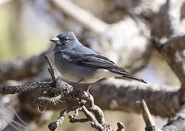 Birdwatching Holiday - CANARIES – Tenerife, La Gomera and Fuerteventura