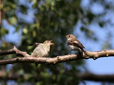 Birdwatching Holiday - North Wales in Summer