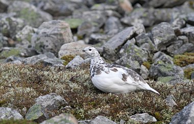 Birdwatching Holiday - Highlands and the West Coast