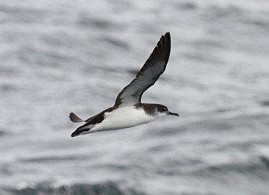 Birdwatching Holiday - Highland Migration by land and sea