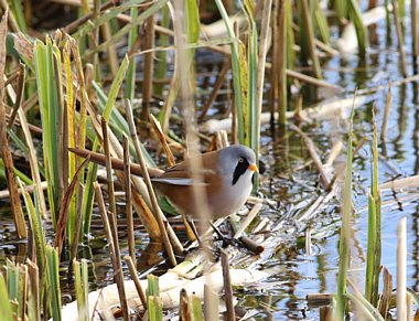 Birdwatching Holiday - NEW! Winter Birdlife of Devon & Dorset