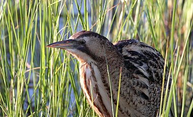 Birdwatching Holiday - Forest of Dean and Somerset Levels 