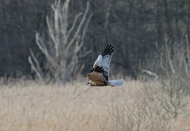 Birdwatching Holiday - Lancashire and The Wirral