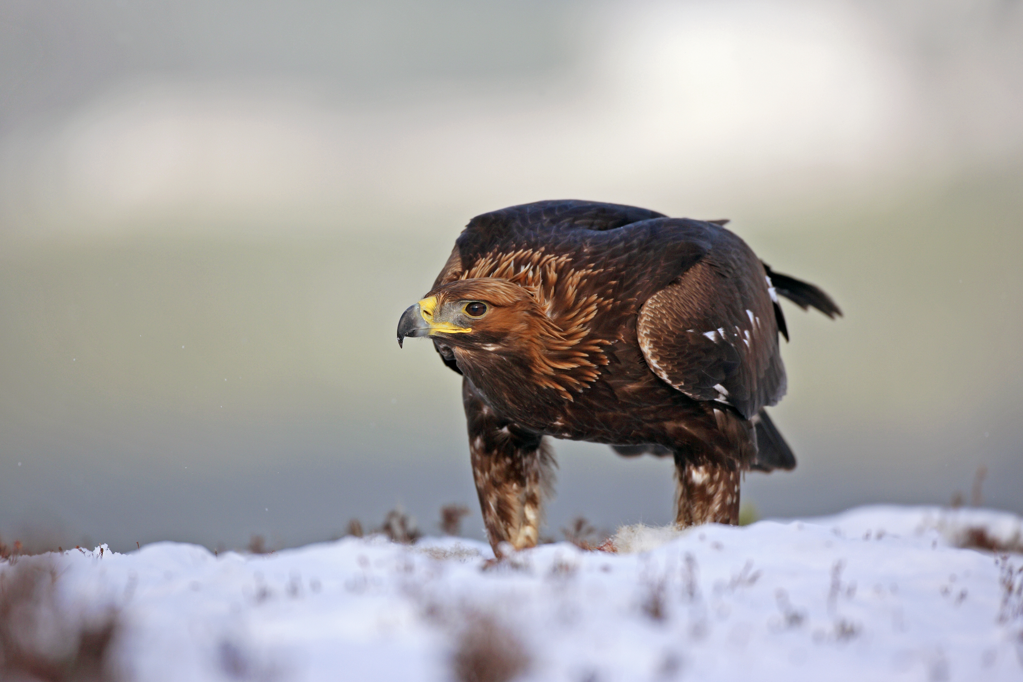 Birdwatching Holiday - Cairngorms and East Sutherland