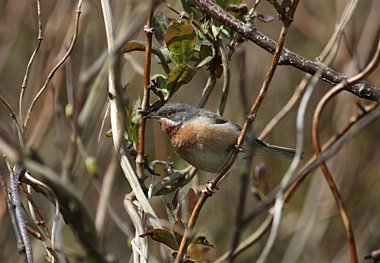 Birdwatching Holiday - Shetland in Spring for birders