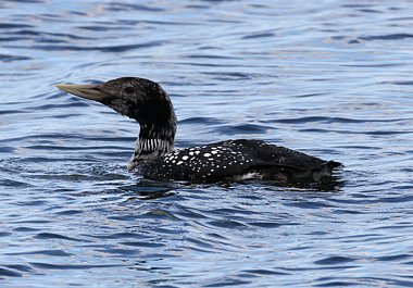 Birdwatching Holiday - Spring Migration in the Highlands