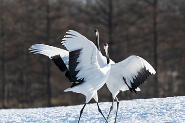 Birdwatching Holiday - NEW! Ultimate Japan 