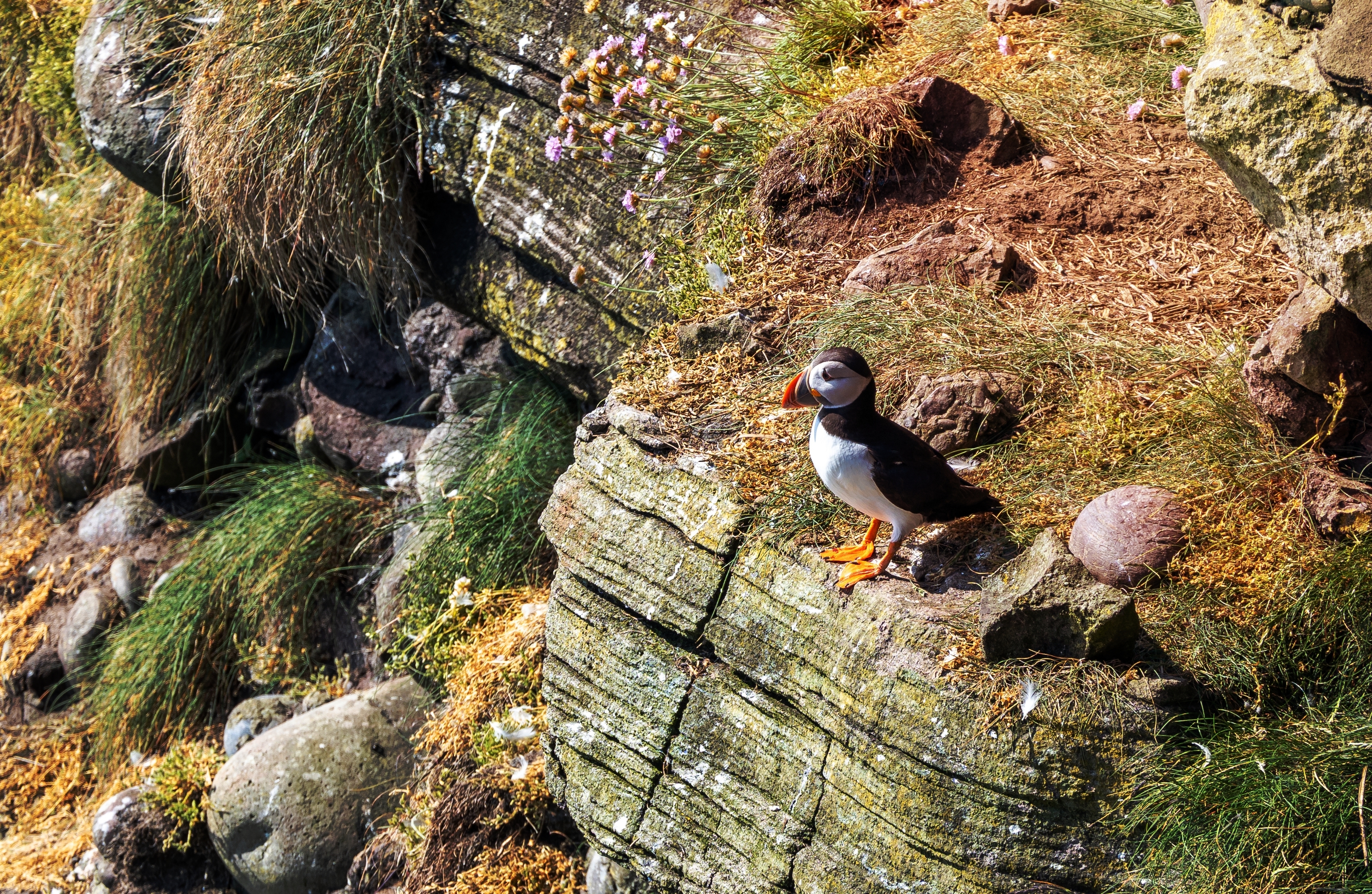 Birdwatching Holiday - NEW! Highlands and Grampian in Early Summer