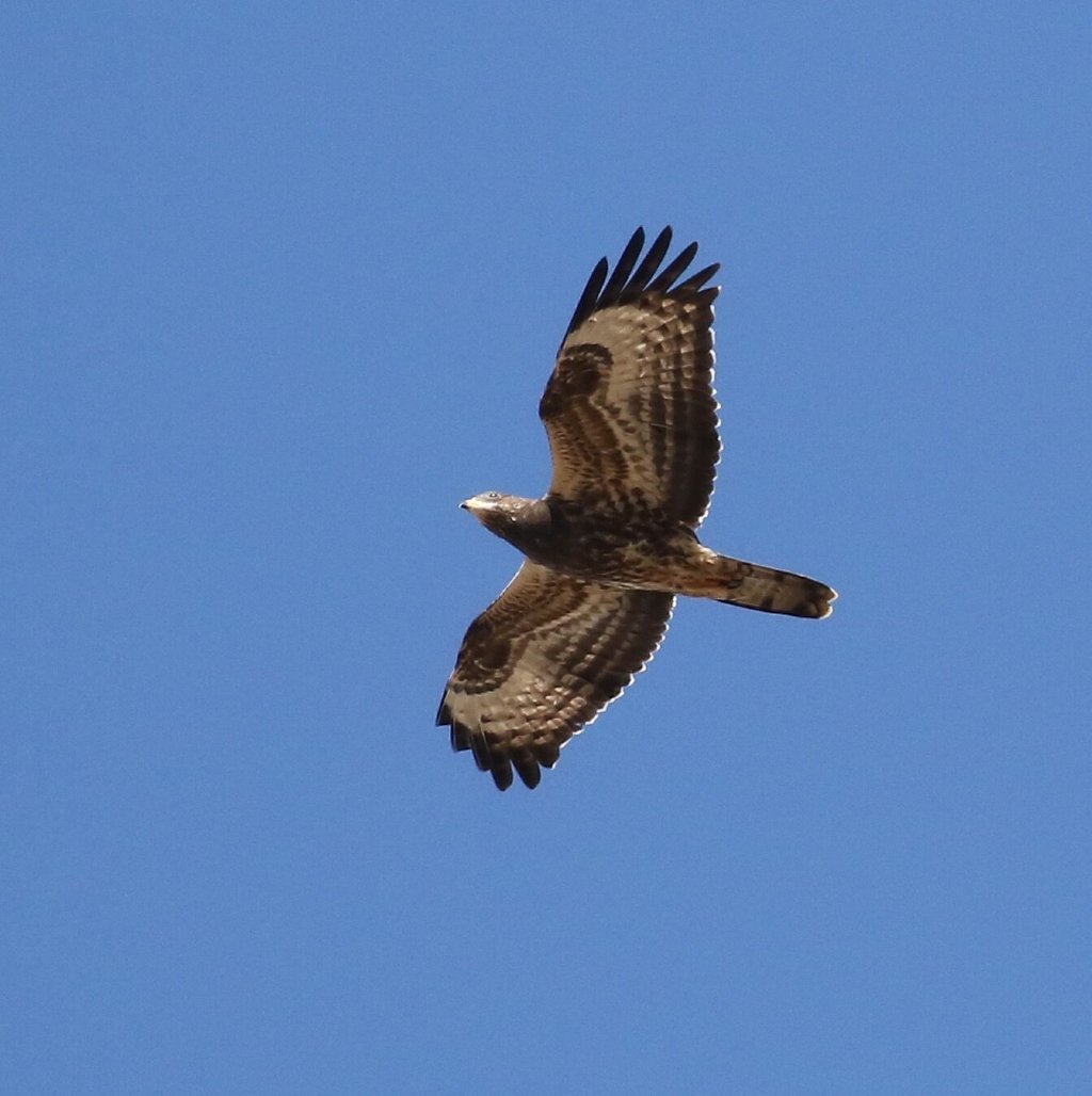 Birds of prey in Southern Spain - WILD ANDALUCIA BIRDING TOURS