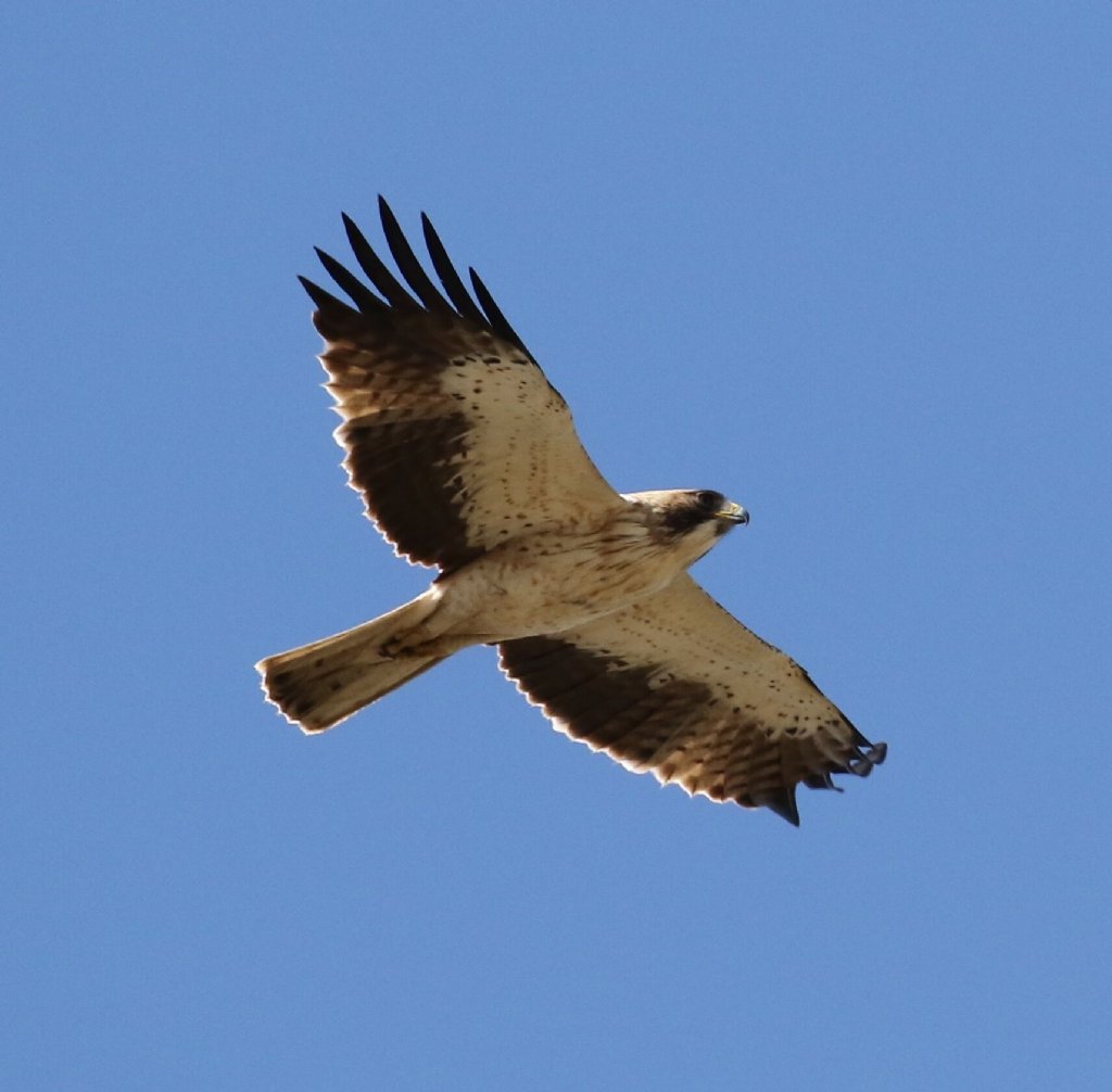 Birds of prey in Southern Spain - WILD ANDALUCIA BIRDING TOURS