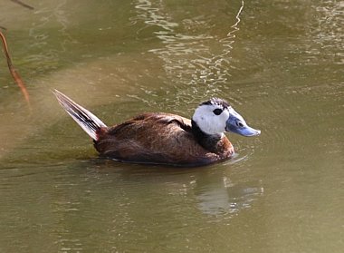 Birdwatching Holiday - Spain - Andalucia for autumn migration and Iberian specialities