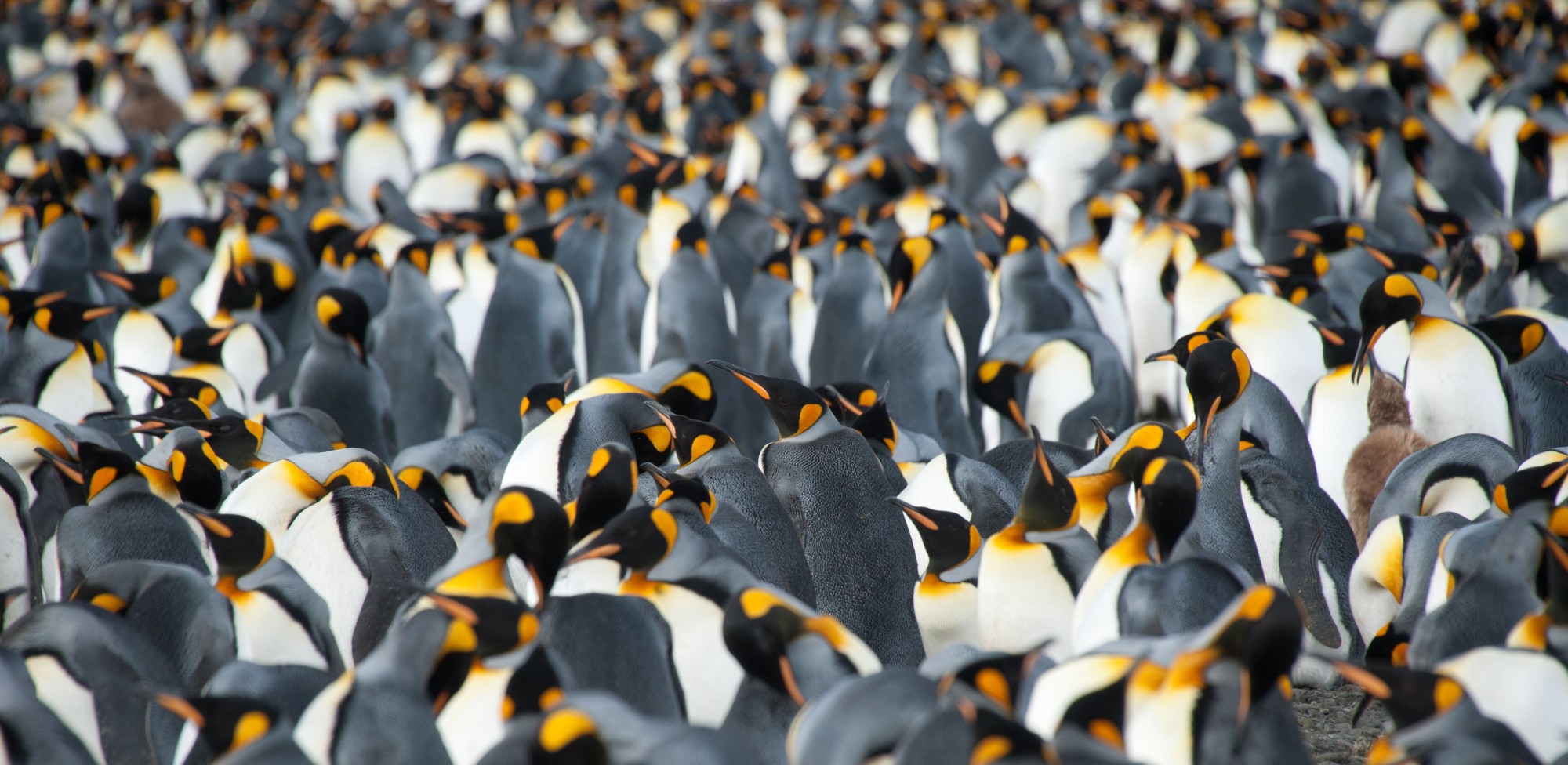 Birdwatching Holiday - NEW! Antarctica including The Falklands and South Georgia