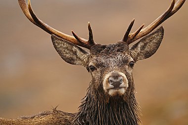 Birdwatching Holiday - Mull and Ardnamurchan Wildlife Spectacular