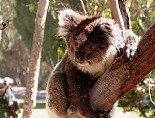 Birdwatching Holiday - Tasmania and South-eastern Australia