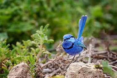 Birdwatching Holiday - New! South-West Australia