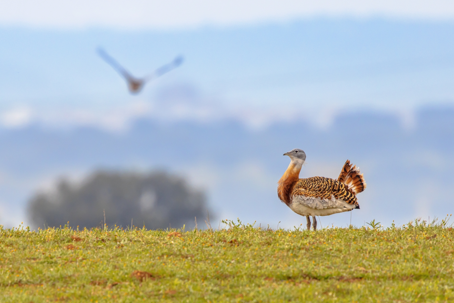 Birdwatching Holiday - Austria