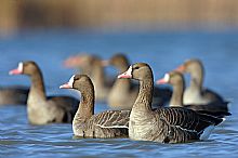 Birdwatching Holiday - Hungary - Winter Short Break