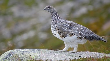 Birdwatching Holiday - Autumn in the Highlands with 'Easy Walking' 