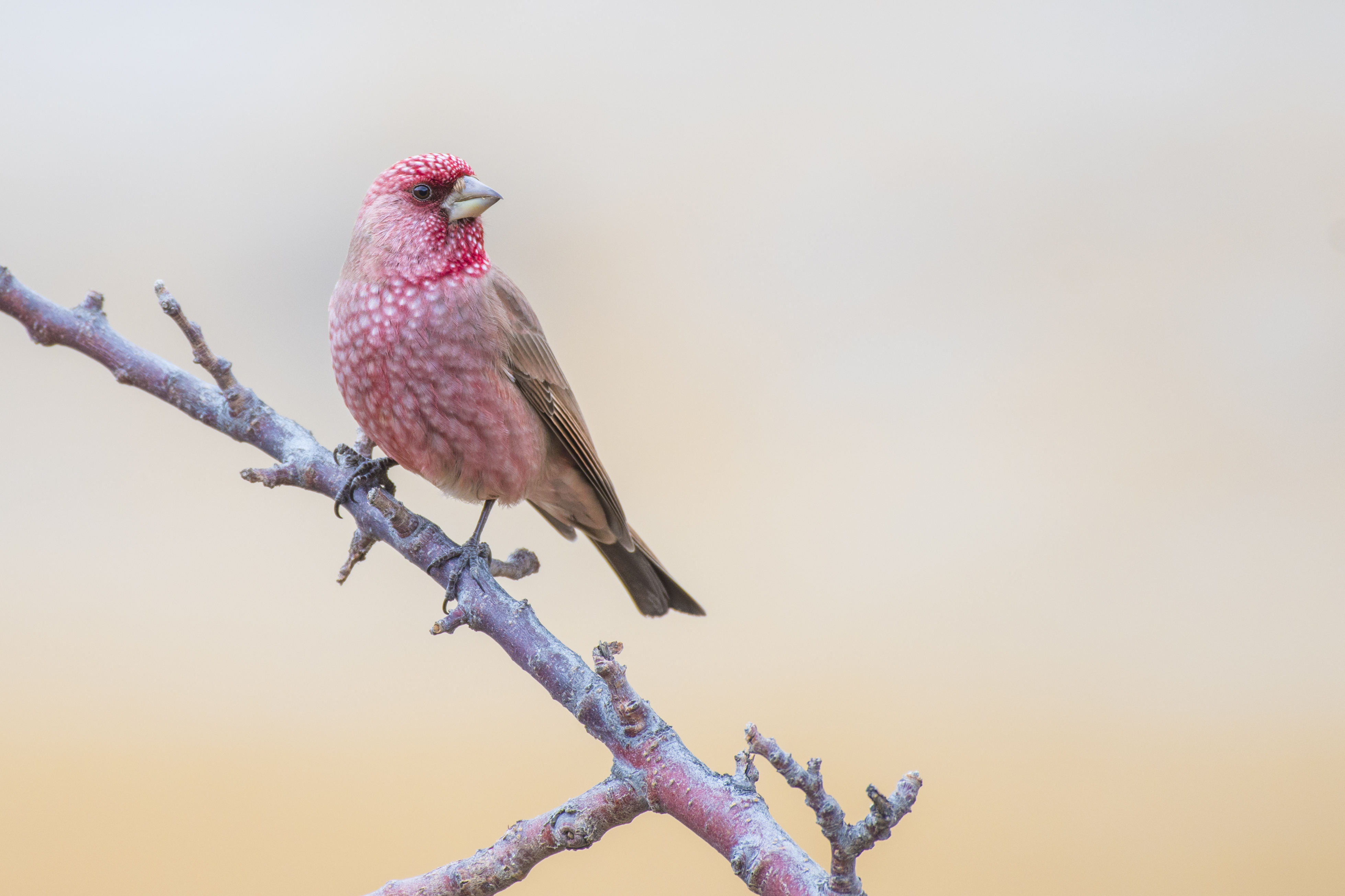 Birdwatching Holiday - NEW! Azerbaijan 