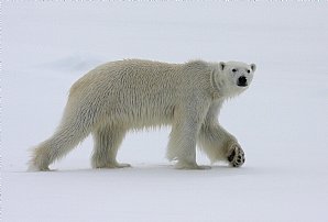 Birdwatching Holiday - from Aberdeen to the Arctic