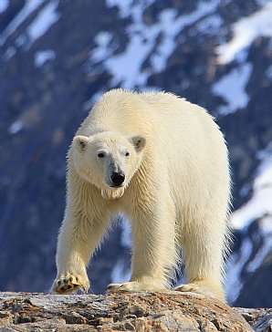 Birdwatching Holiday - NEW! Svalbard- Kingdom of the Polar Bear!