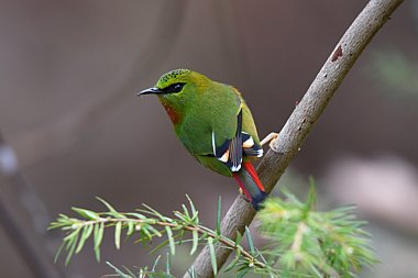 Birdwatching Holiday - Bhutan